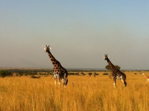 Giraffes at Murchison Falls