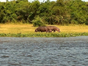 Hippos on the Nile