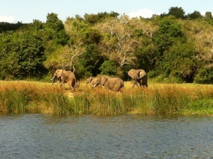 Elephants on the Nile